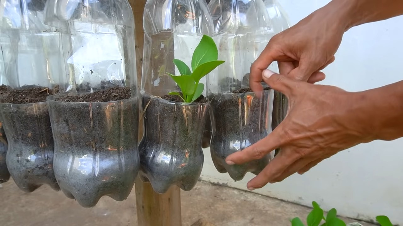 Choi Sum Anbau Tipps