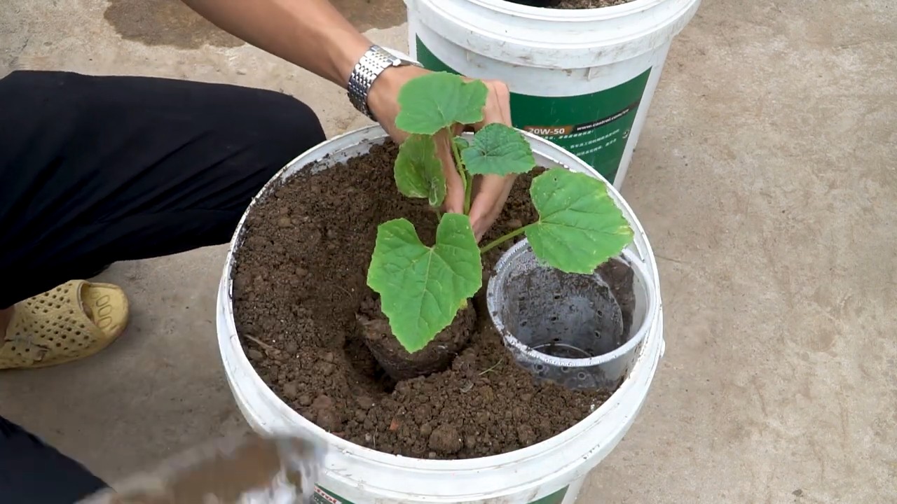 Wassermelone anbauen ohne Gießen