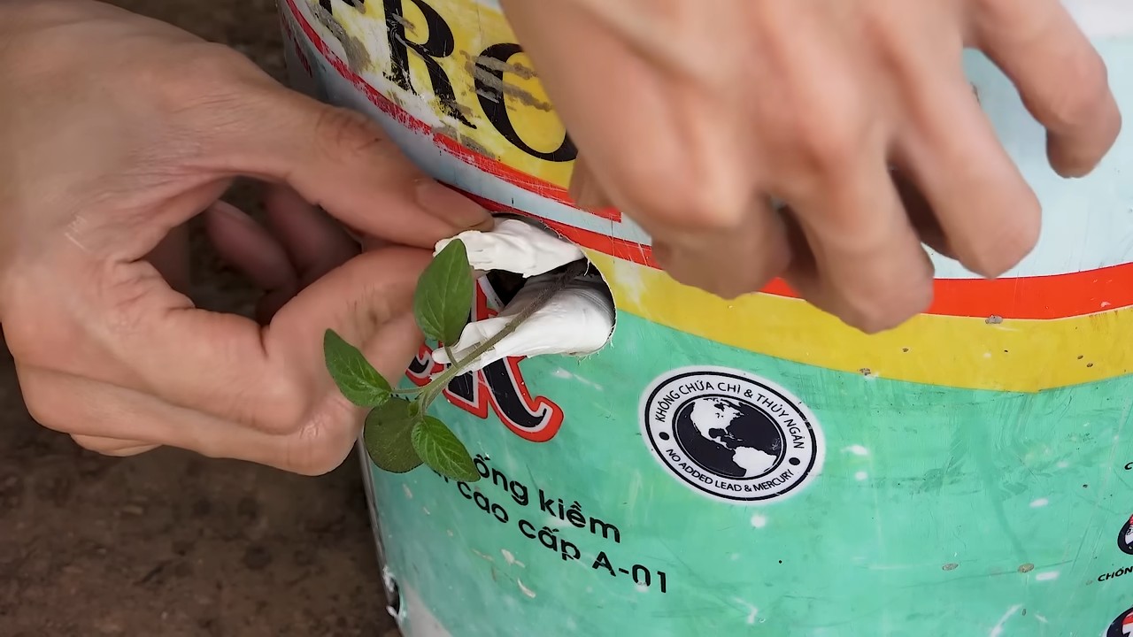 Tomaten im Plastiktopf anbauen