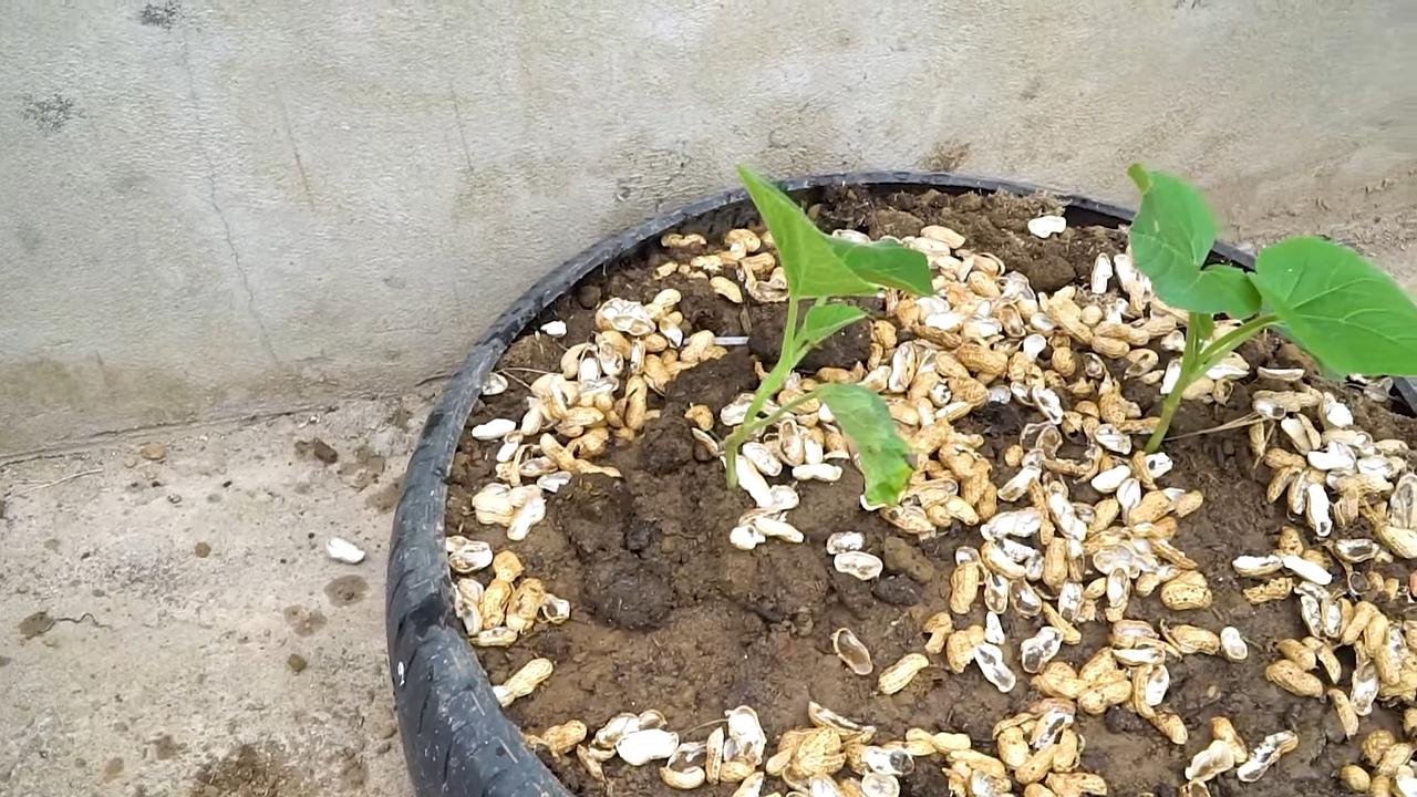 Kürbisanbau Tipps für größere Ernte