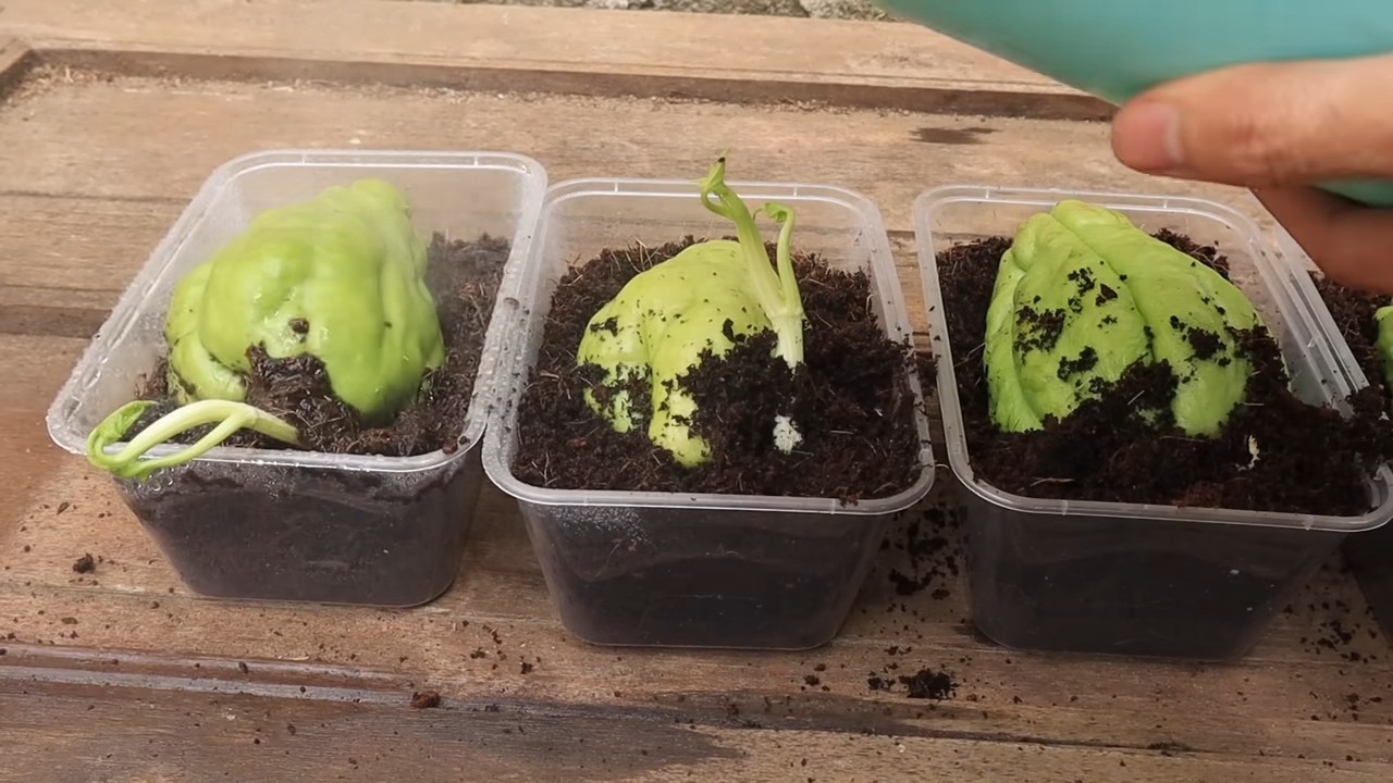 Chayote Anbau zu Hause