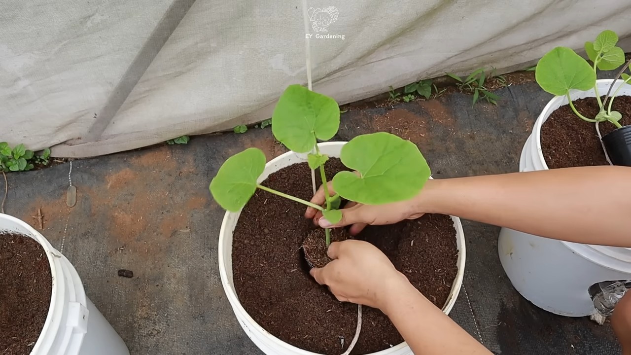 Melonen hängend anbauen
