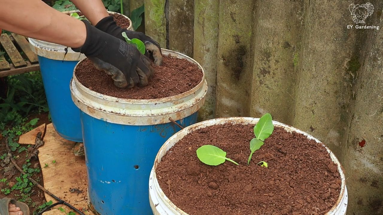 Blumenkohl und Brokkoli anbauen
