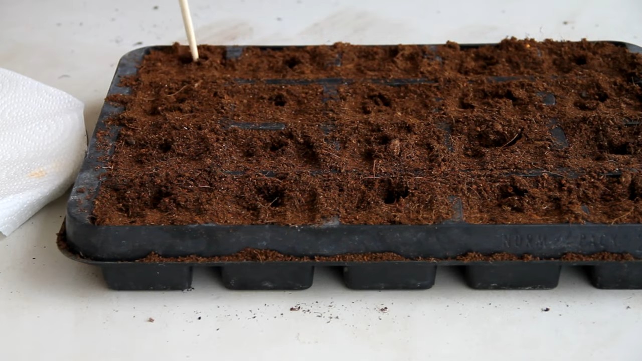 Paprika Anbau zu Hause