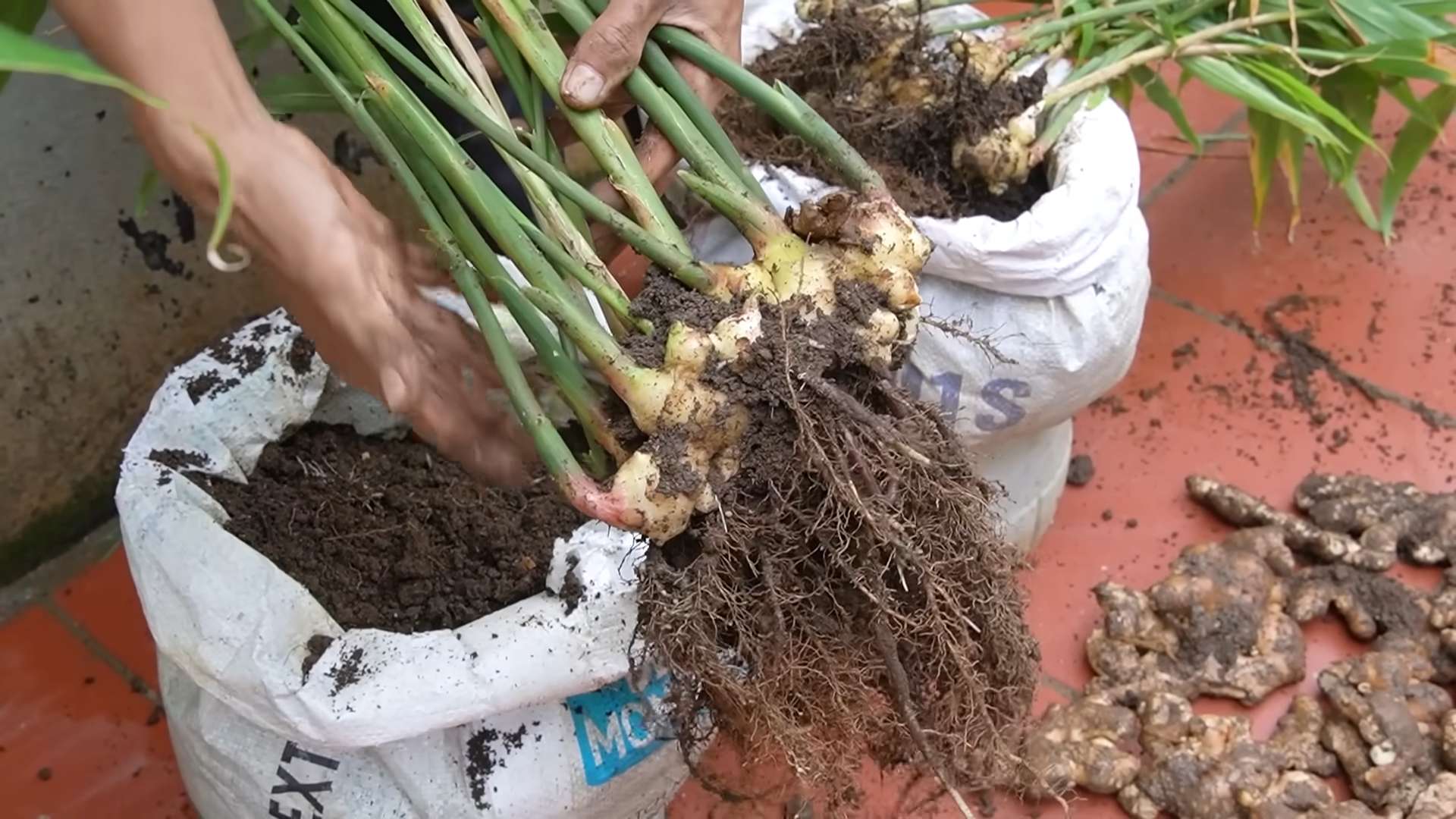 Ingwer im Topf anbauen