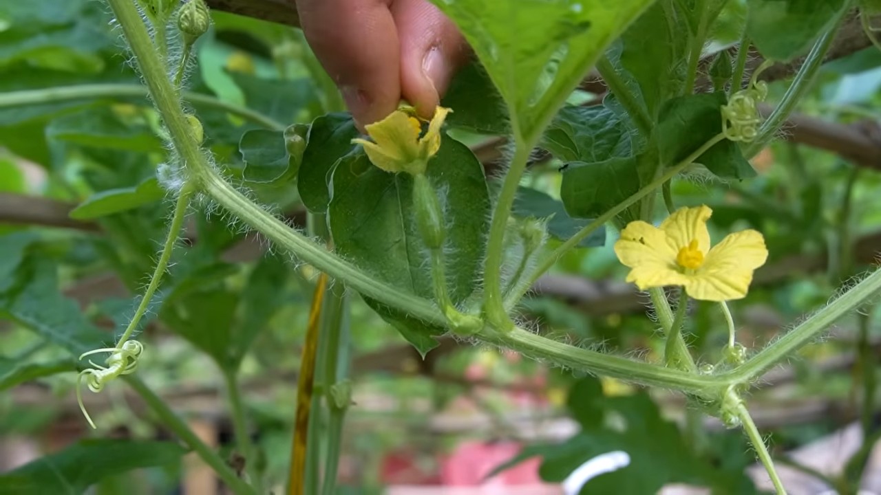 Wassermelone Ernte steigern