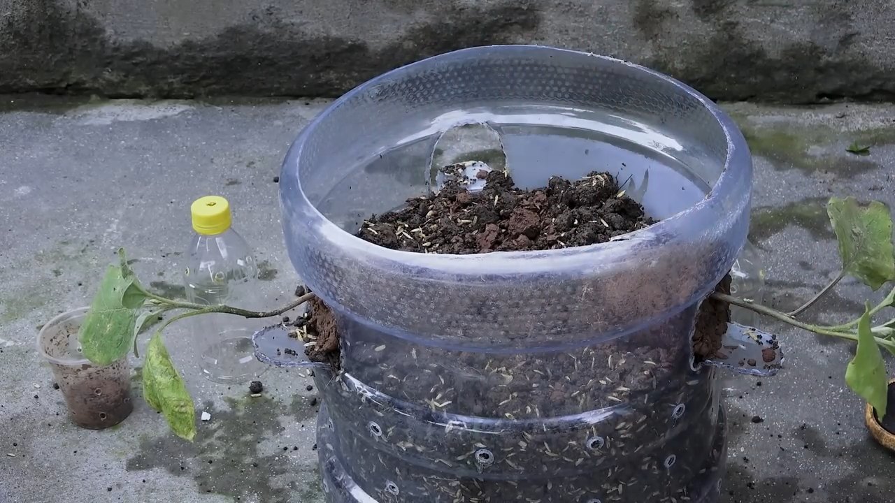 Auberginen Anbau für Anfänger