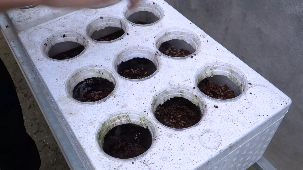Wasserspinat selbst anbauen