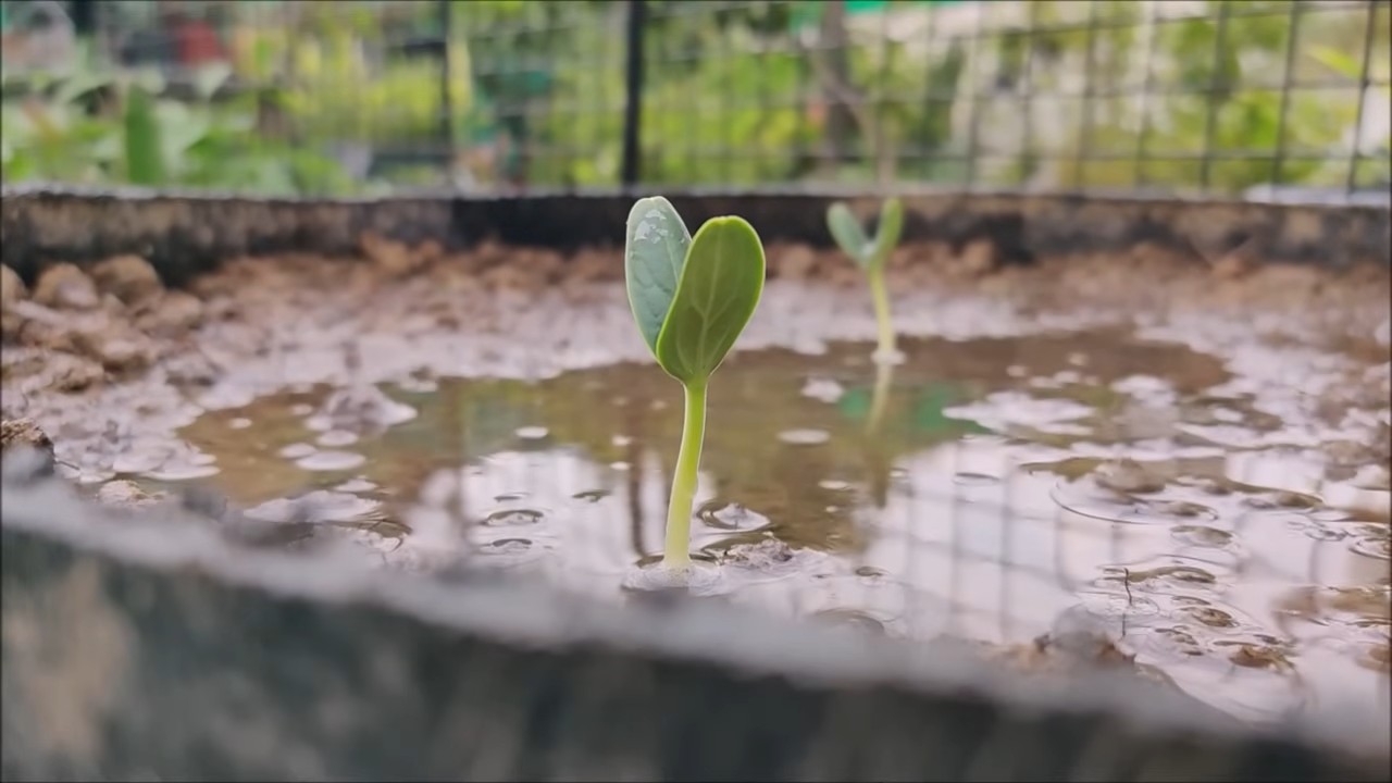 Flaschenkürbis Anbau Küchengarten
