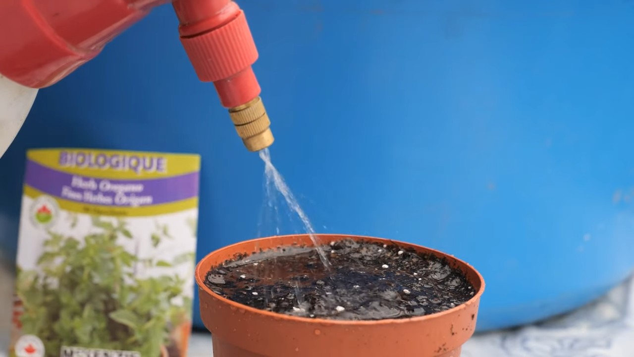 Oregano Anbau Küche