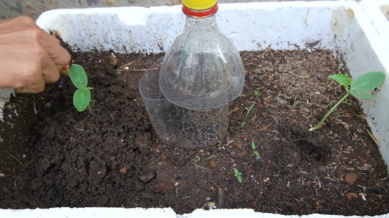 Cantaloupe Anbau Tipps