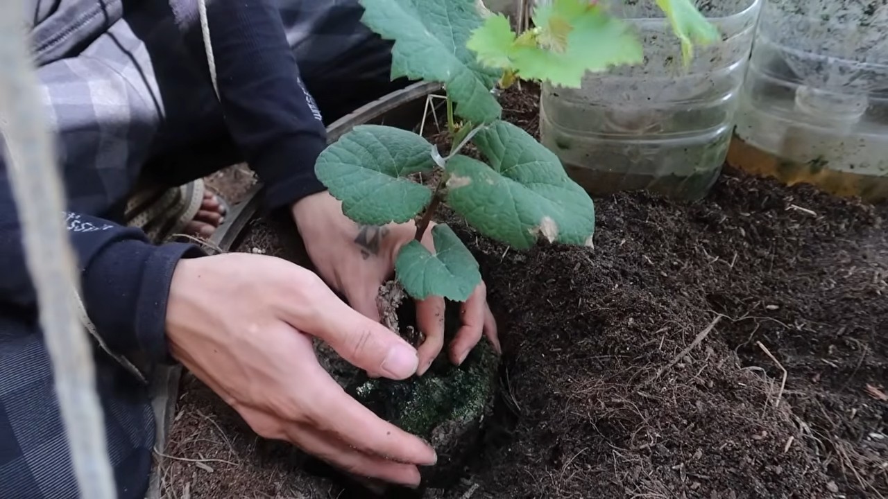 Weinreben im Garten anbauen