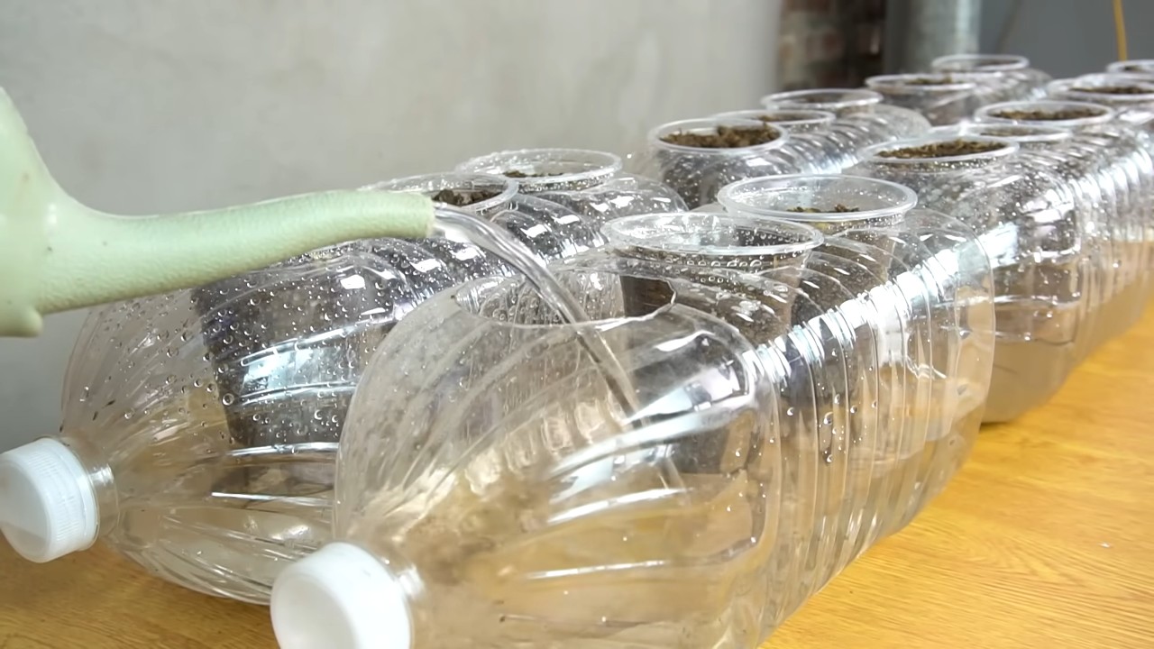 Hydroponischer Sellerie im Recycling
