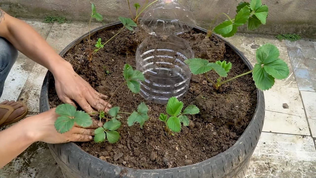 Erdbeeren anbauen Tipps und Tricks