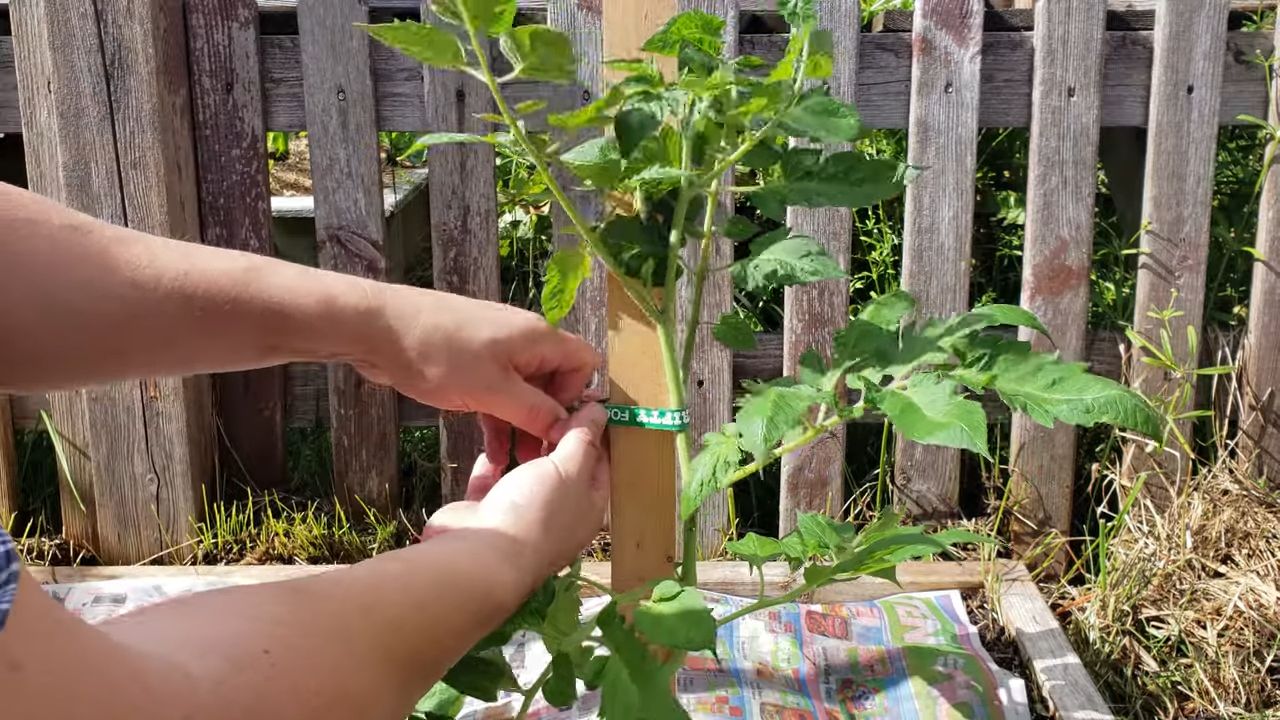 Roma Tomaten anbauen