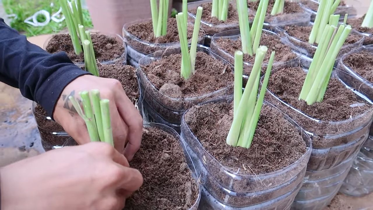 Zitronengras anbauen DIY