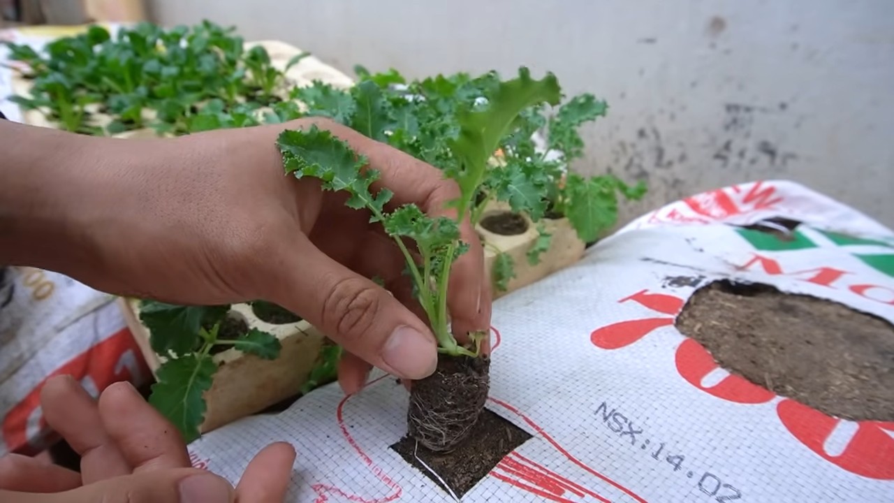 Kohl anbauen im Sack