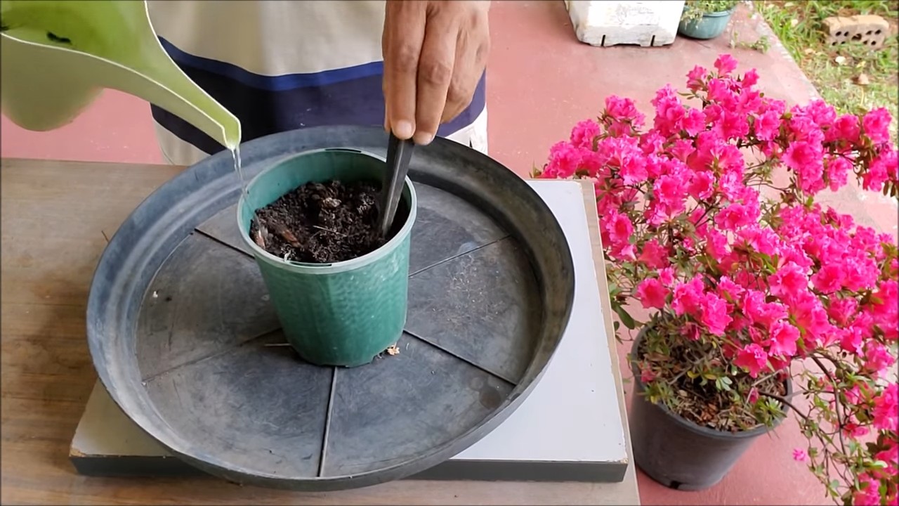 Moringa Anbau zu Hause