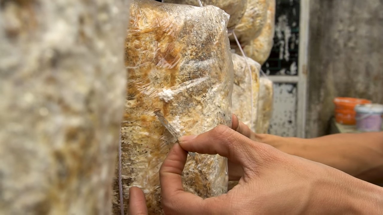 Pilze einfach selbst anbauen