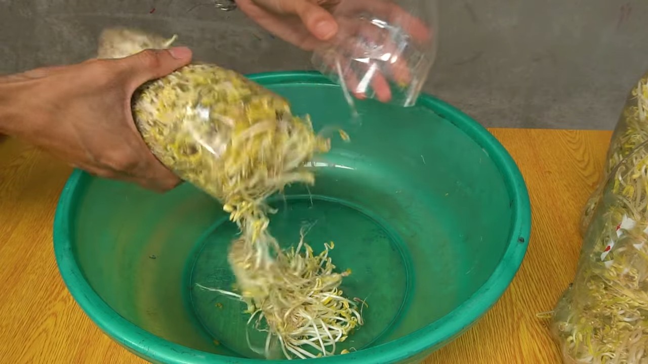 Bohnensprossen ziehen Plastikflasche