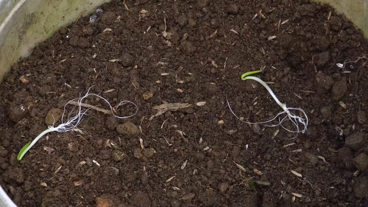 Gurkenanbau Tipps für knackige Ernte