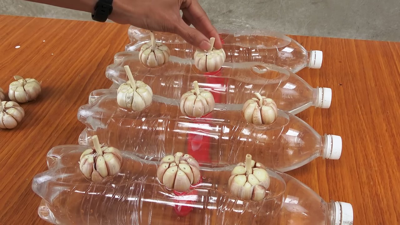 Knoblauch Anbau Plastikflasche