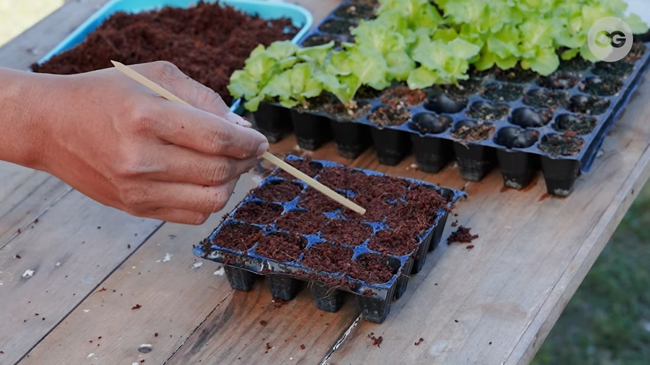 Salat Anbauen Einfache Anleitung
