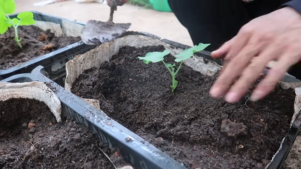 Schlangenkuerbis anbauen und zubereiten