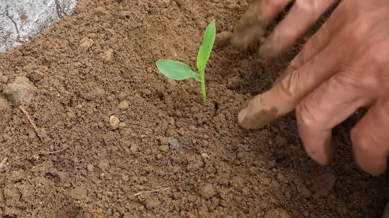 Mais im Küchengarten anbauen