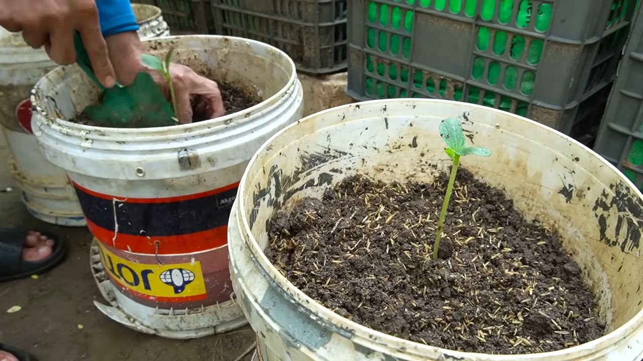 Zucchini anbauen zu Hause
