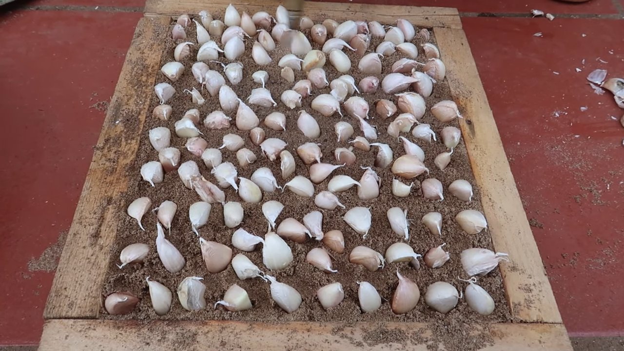 Kartoffelanbau ohne Garten