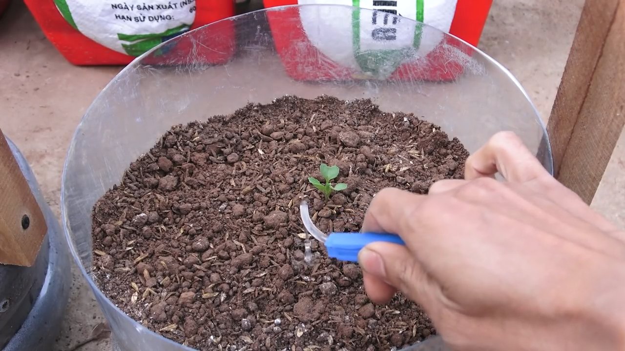 Rosenkohl Anbau für Anfänger
