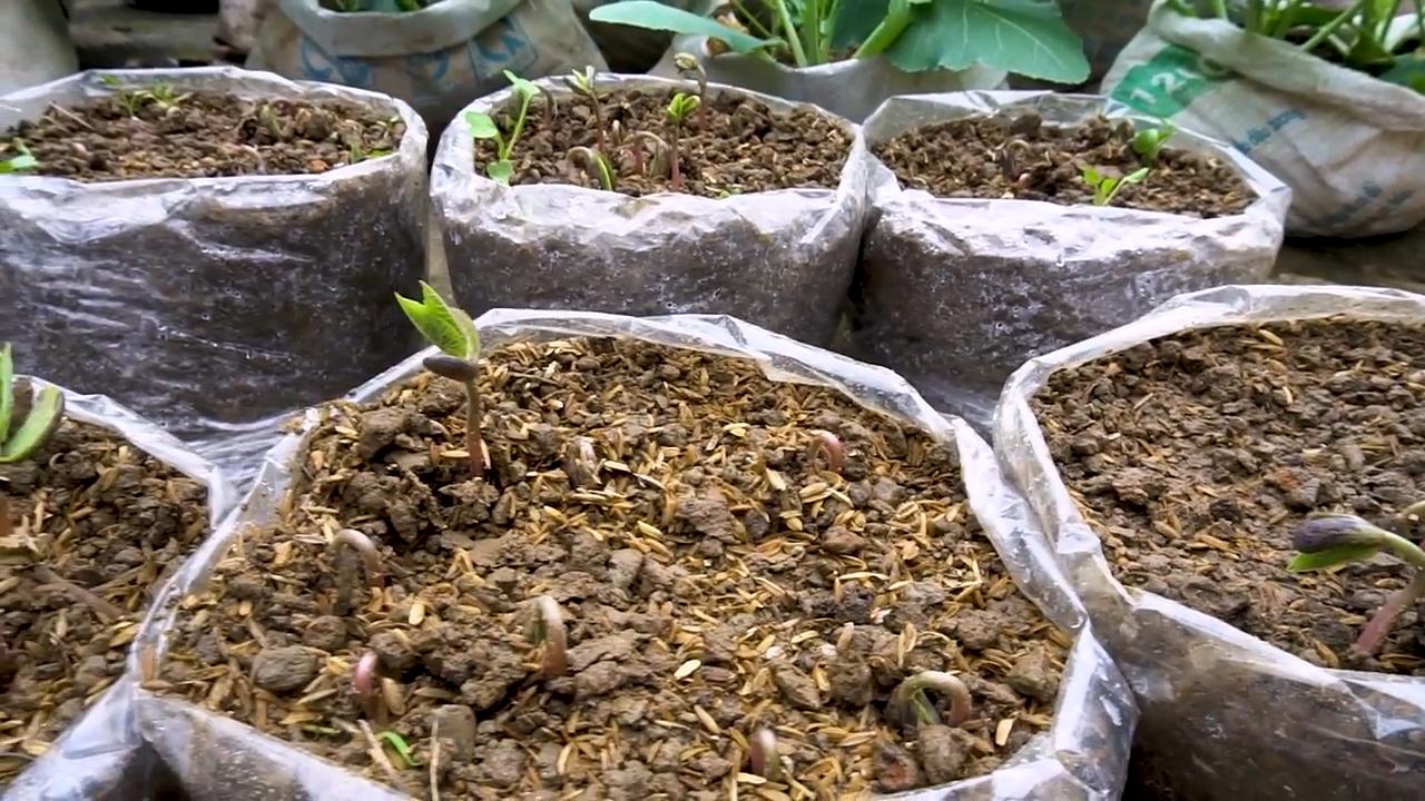 Bohnen Ertrag steigern Plastiktüten