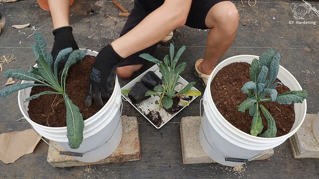 Riesenkohl Anbau Dachgarten
