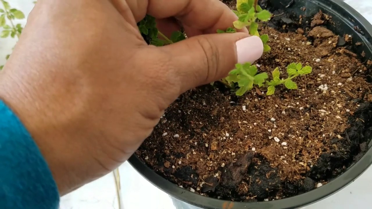 Küchenthymian Anbau Tipps
