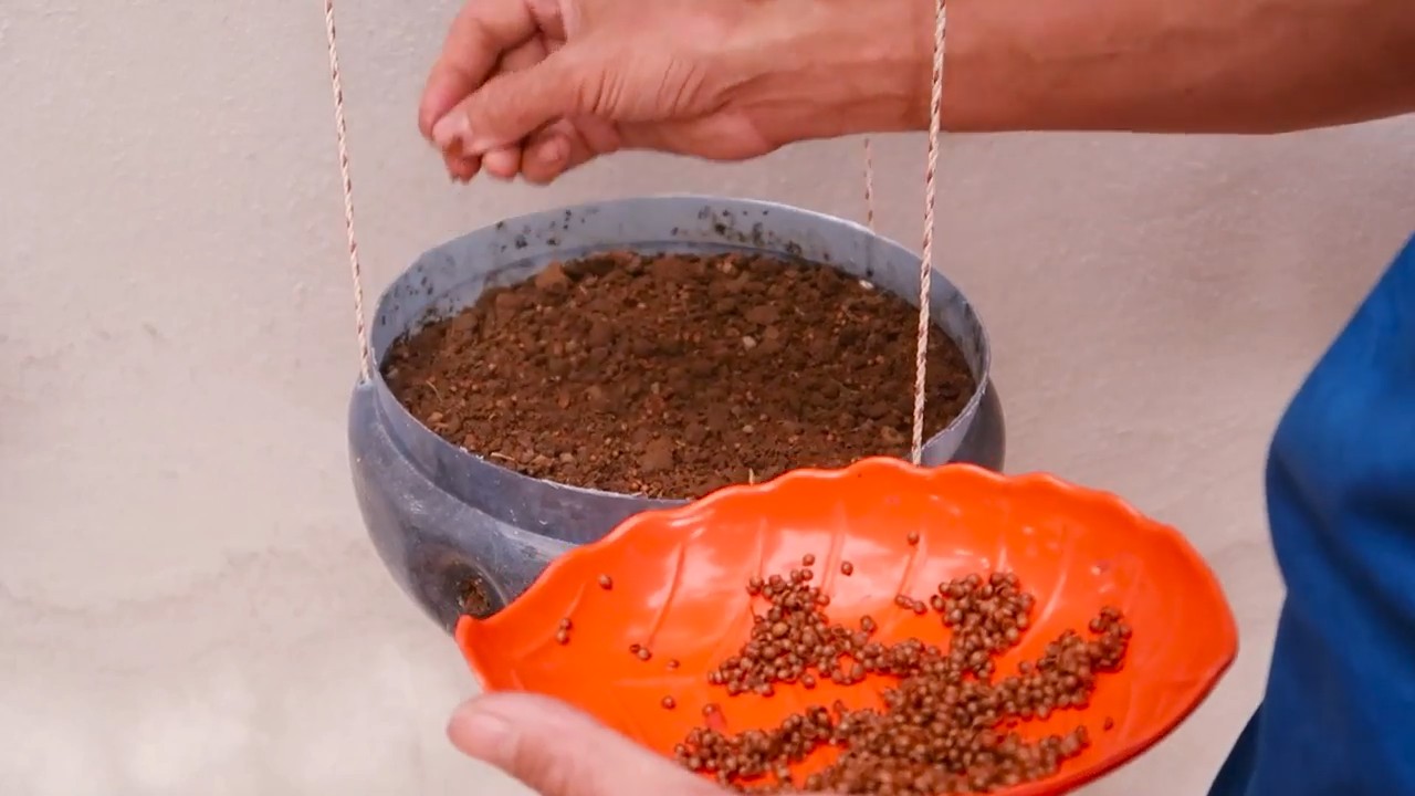 Hängegarten Koriander selber machen