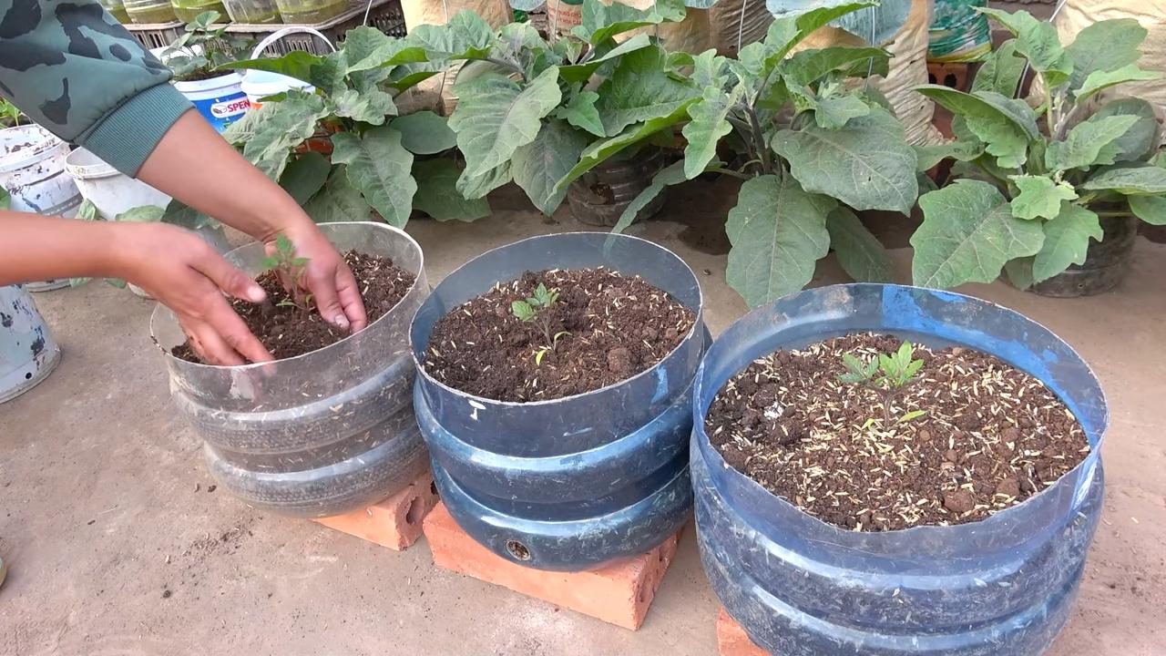 Kirschtomaten einfach selbst anbauen