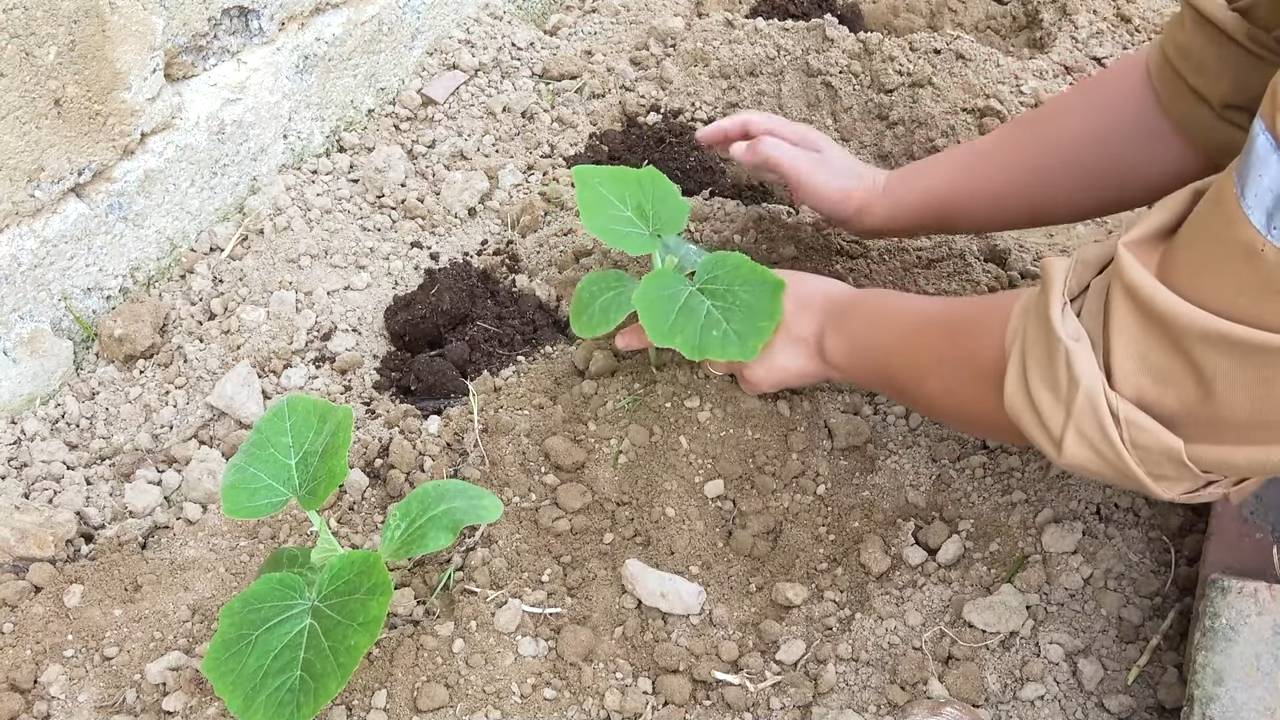 Flaschenkürbis Anbau Schnellstart