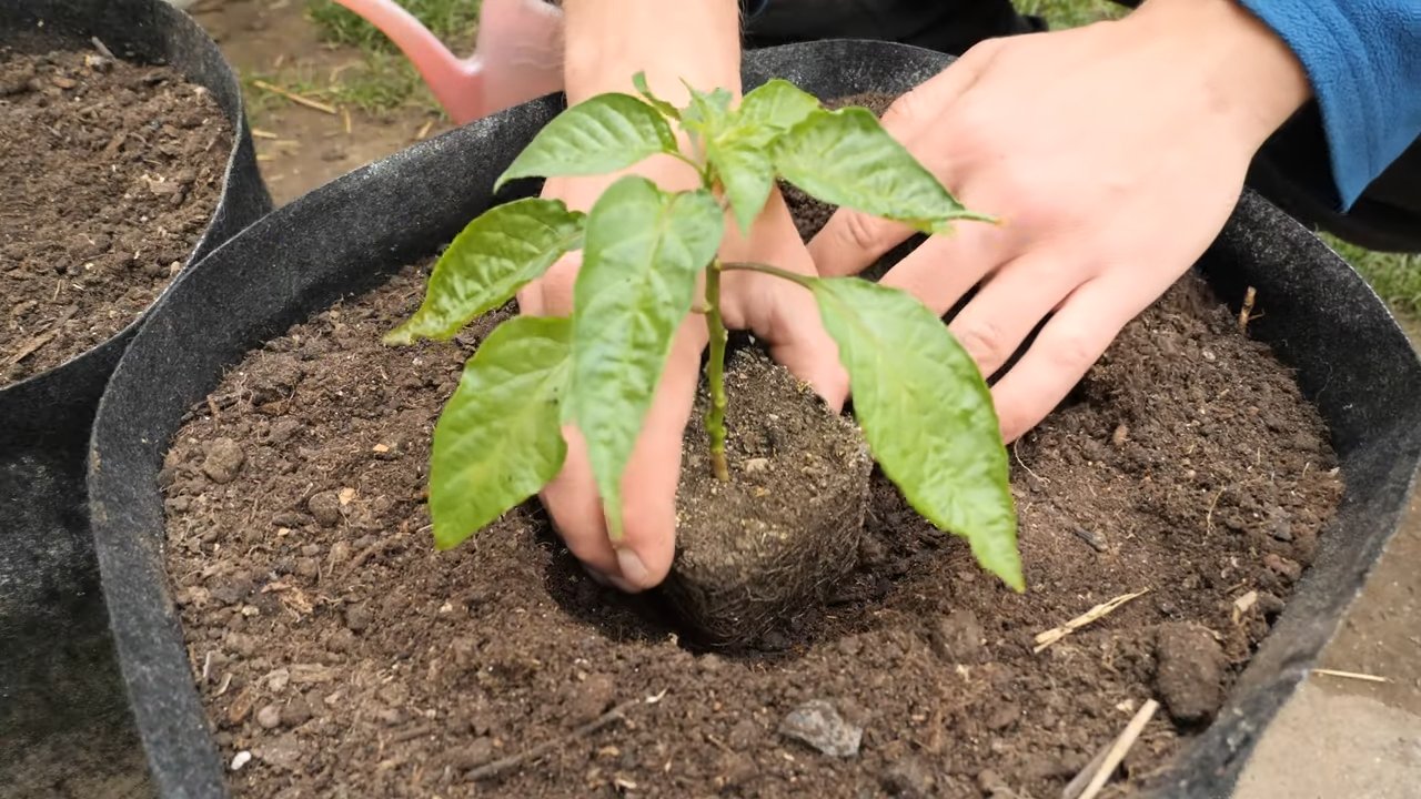 Gelbe Habaneros im Topf ziehen