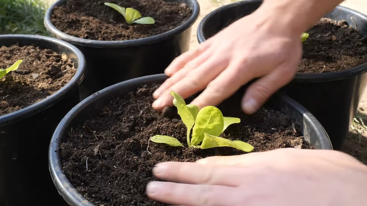 Salat im Topf anbauen