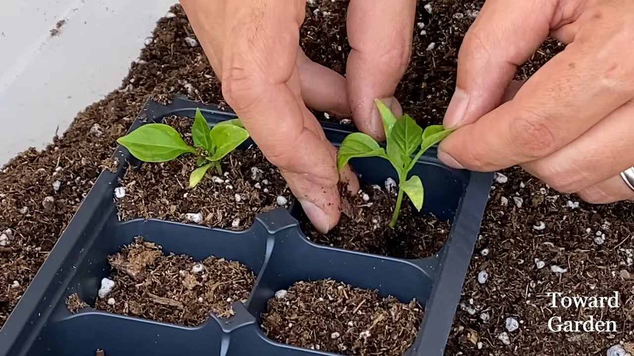 Paprika Ernten Kleinen Töpfen