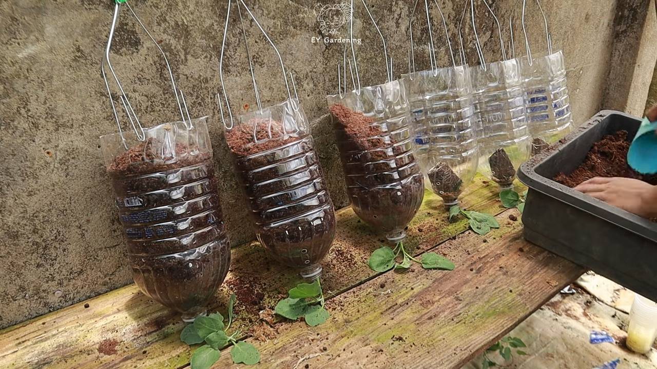 Hängender Flaschengarten für Auberginen