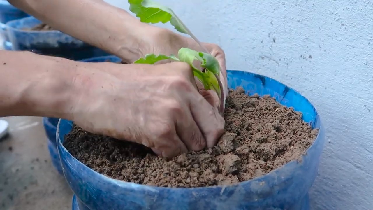 Kohlrabi Flaschengarten anbauen