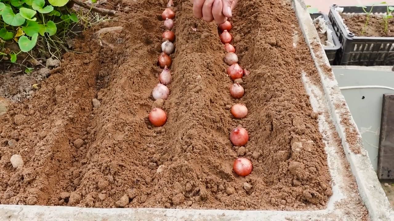 Lauchzwiebeln anbauen kleiner Garten