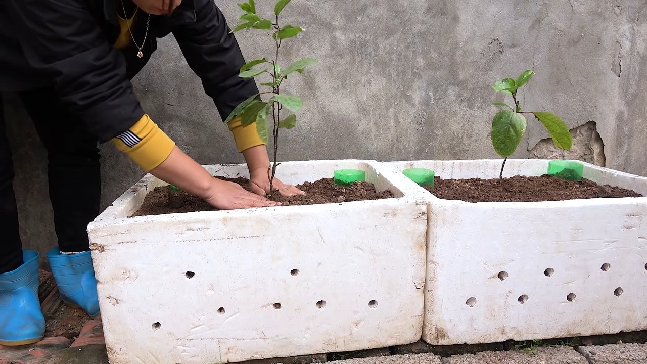 Balkon Passionsfrucht anbauen