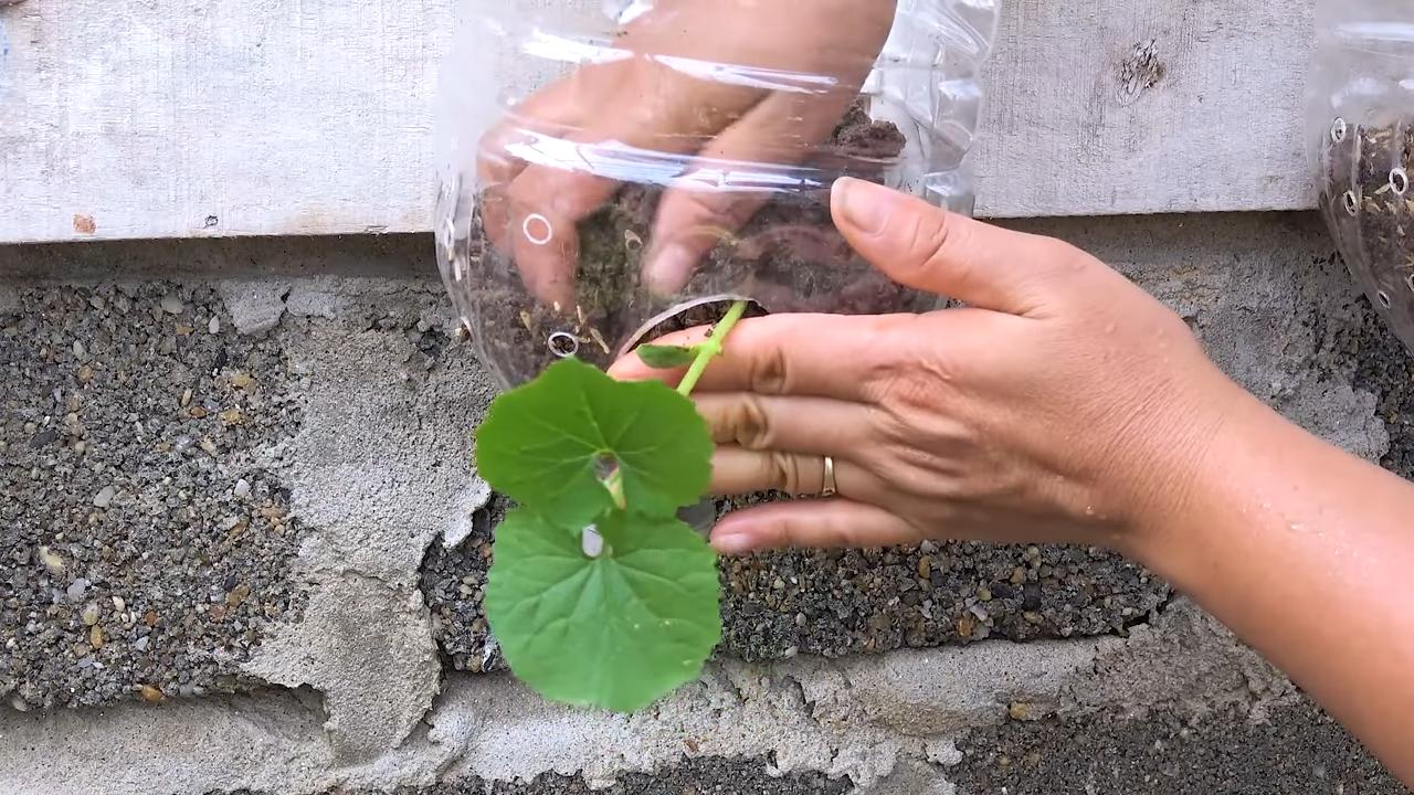Bittermelone Anbau Kleiner Garten