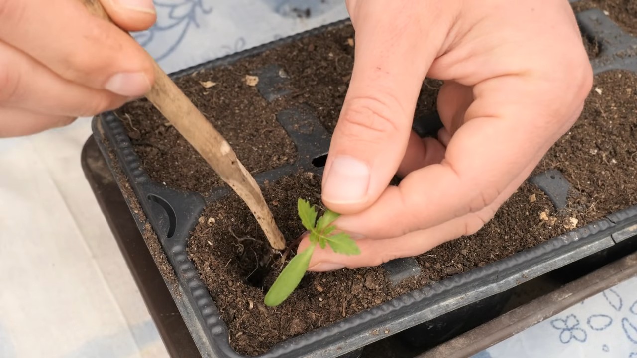 Ringelblumen einfach selbst ziehen