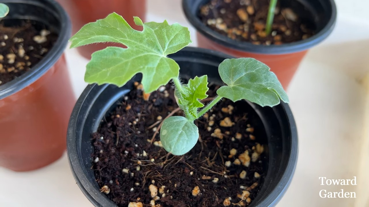 Wassermelone im Topf anbauen