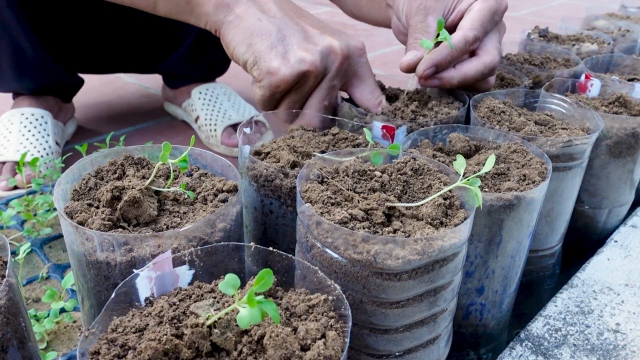 Indoor Growing ohne Garten