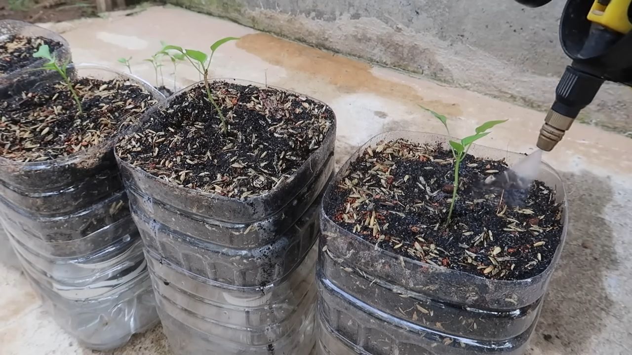 Paprika Anbau Flaschen Bewässerung